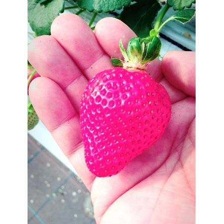 The Paradise Garden 佐世保市 エクステリア 写真